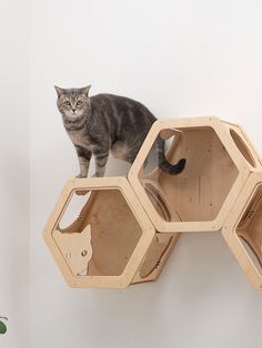 a cat standing on top of a wooden shelf with holes in the wall behind it