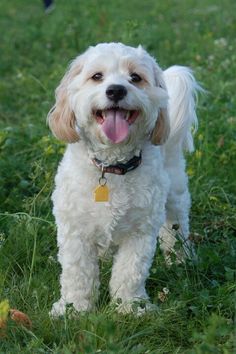 a small white dog standing on top of a lush green grass covered field with its tongue hanging out