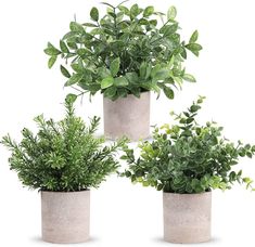 four potted plants in cement containers on a white background