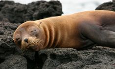 a sea lion laying on top of some rocks with its eyes closed and tongue out