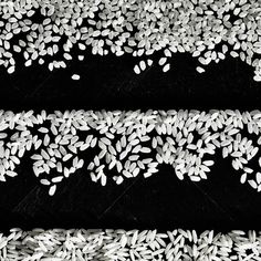 two rows of white rice sprouts on black and white background