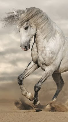 a white horse is galloping through the desert with its hair blowing in the wind