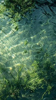 the water is so clear that you can see it's ripples and grass