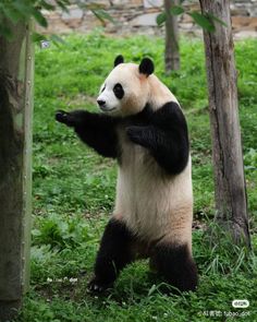 Panda Photos, Meme Panda, Big Panda Teddy Bear, Panda Eating Bamboo, Giant Panda Photography, American Animals, Kung Fu Panda