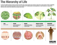 the life cycle of a plant with pictures and text describing it's different stages