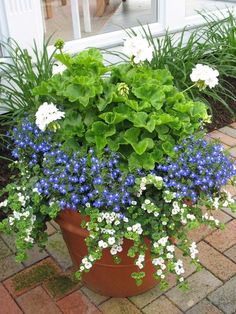 a potted plant with blue and white flowers in front of a window on a brick patio