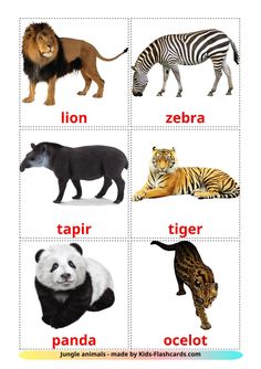 the different types of animals are shown in this picture, including lions, zebras and tiger