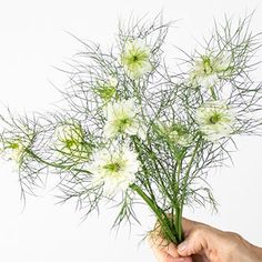 a hand holding a bunch of white flowers