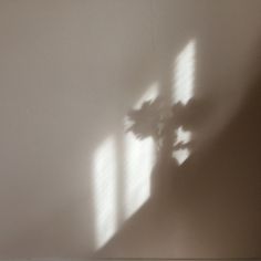 the shadow of a vase with flowers on it