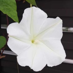 a white flower with green leaves in front of a house