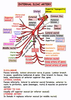 an image of the nervous system labeled in red and yellow text, with words below it