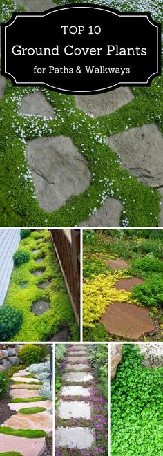 the top 10 ground cover plants for paths and walkways with pictures of different types