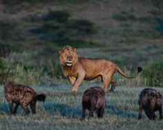 a large lion standing on top of a lush green field next to two hyenas