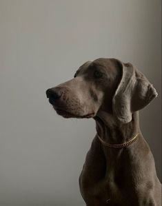 a brown dog sitting on top of a wooden floor next to a window with white walls