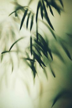 blurry photograph of leaves on wall in room