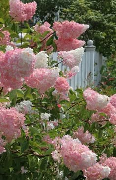 pink and white flowers blooming in front of a picketed - fenced yard