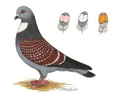 a drawing of a pigeon standing next to three eggs