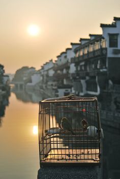 a bird in a cage sitting on the edge of a body of water at sunset