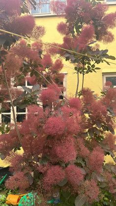 the pink flowers are blooming in front of a yellow building and green plants outside