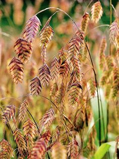 some brown and yellow leaves are in the grass