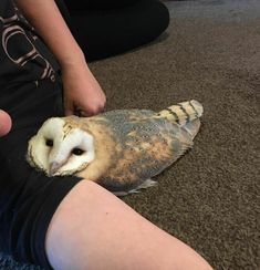 an owl that is sitting on someone's leg with it's eyes closed