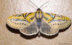 a yellow and blue butterfly sitting on top of a wall