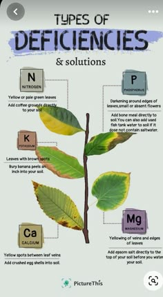 the different types of leaves are shown in this graphic diagram, which shows their names