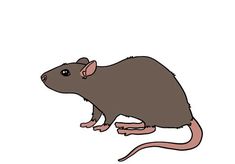 a brown rat sitting on top of a white surface