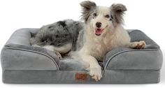 a large dog laying on top of a gray bed