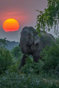 an elephant is walking through the brush with the sun setting in the distance behind it