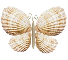 a sea shell shaped like a butterfly on a white background