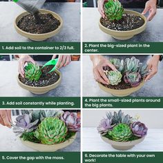 instructions for how to plant a succulent in a pot