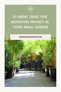 10 ideas for achieving privacy in a small garden, featuring a lush, green patio setting. Garden Privacy Ideas, Front Yard Privacy, Privacy Screen Plants, Garden Privacy Screens, Secluded Garden, Yard Privacy, Small Urban Garden