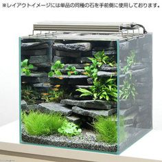 an aquarium with plants and rocks in it