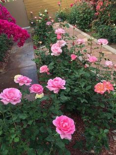 many pink roses are blooming in the garden