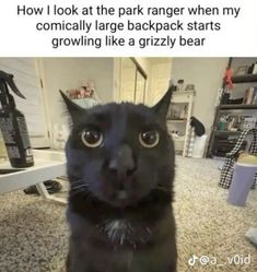 a black cat sitting on the floor looking at the camera