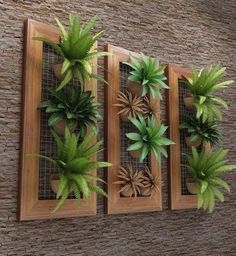 three wooden frames with plants in them on a wall