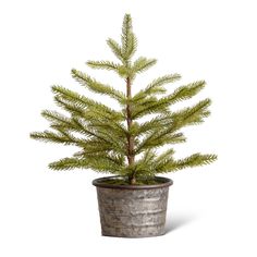 a small pine tree in a pot on a white background