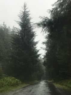 an empty road surrounded by tall trees in the rain