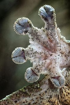 a close up view of an animal's head and neck