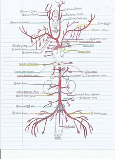 a diagram of the human nervous system on lined paper with lines in each section and labeled blood vessels