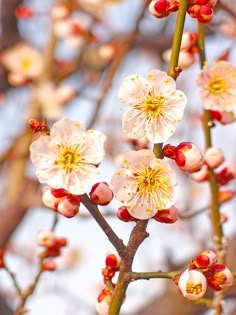 pink and white flowers on a tree branch