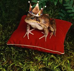 a frog wearing a crown sitting on top of a red pillow in the grass,