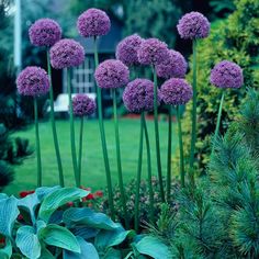 purple flowers are growing in the garden