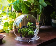 a glass ball with plants inside sitting on a table next to other potted plants