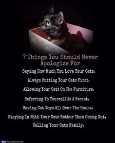 a black cat sitting in a box with the caption saying 7 things you should never allow