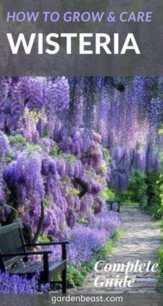 a bench sitting in the middle of a garden filled with purple flowers