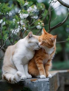 an orange and white cat sitting on top of a cement wall next to another cat