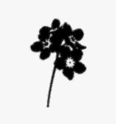 a black and white photo of a flower