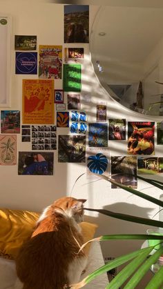 an orange and white cat sitting on top of a couch next to a mirror covered in pictures